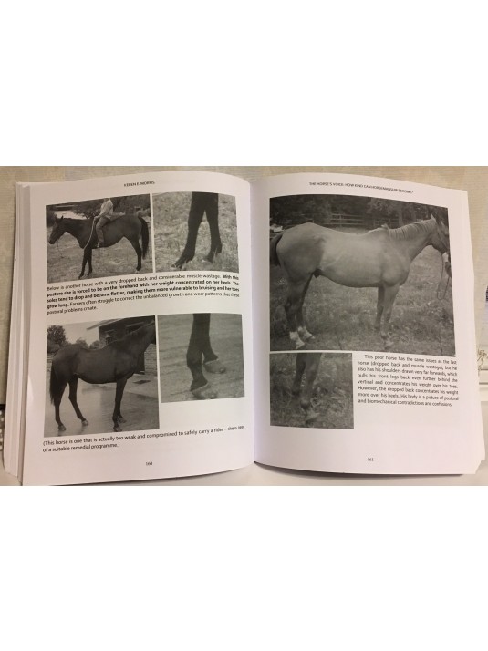 The Horse's Voice image 2