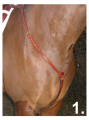 BALANCE English Hunting Style Breastplate LARGE image 3