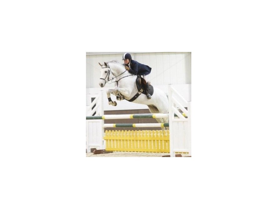 Keeping 20+ year old horses comfortable, backing young horses, or retraining physically damaged horses