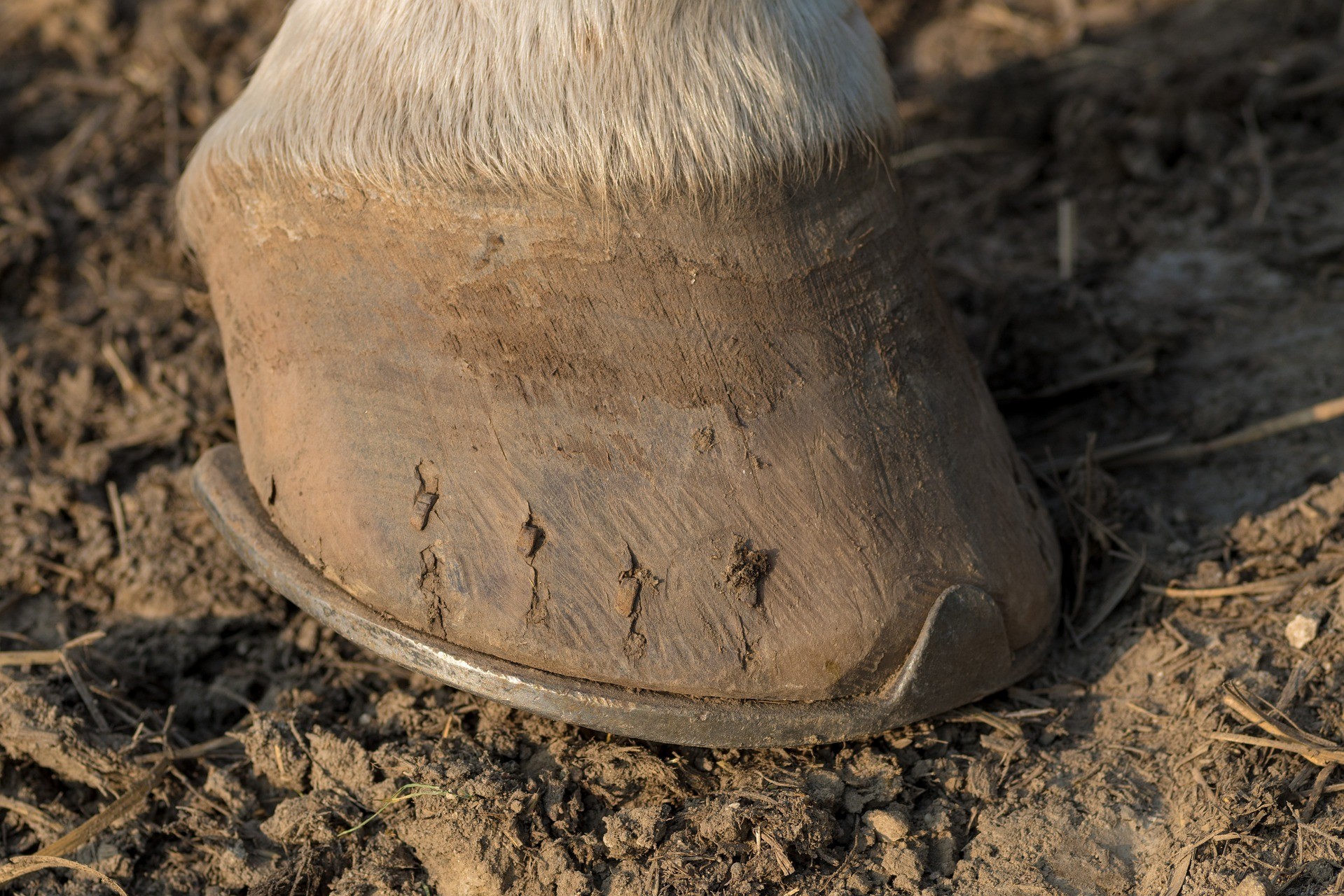 Hooves