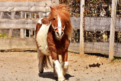 All Pony Size Pro-Complete Products.