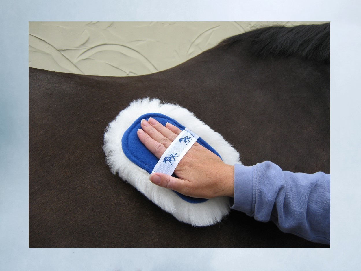 Horse & Rider Care